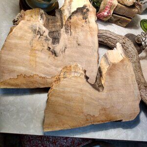 Real Wood Tree Slices Art Rustic Accent Crafts